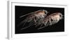 A Pair of Hyperiid Amphipod, Southern Ocean, Antarctica-null-Framed Photographic Print