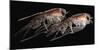 A Pair of Hyperiid Amphipod, Southern Ocean, Antarctica-null-Mounted Photographic Print