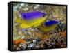 A Pair of Juvenile Cocoa Damselfish-Stocktrek Images-Framed Stretched Canvas