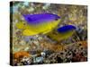 A Pair of Juvenile Cocoa Damselfish-Stocktrek Images-Stretched Canvas