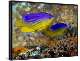 A Pair of Juvenile Cocoa Damselfish-Stocktrek Images-Framed Photographic Print