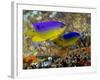 A Pair of Juvenile Cocoa Damselfish-Stocktrek Images-Framed Photographic Print