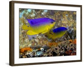 A Pair of Juvenile Cocoa Damselfish-Stocktrek Images-Framed Photographic Print