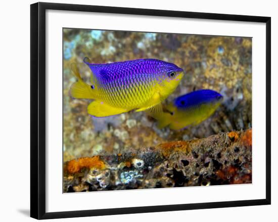 A Pair of Juvenile Cocoa Damselfish-Stocktrek Images-Framed Photographic Print