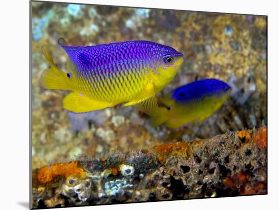 A Pair of Juvenile Cocoa Damselfish-Stocktrek Images-Mounted Photographic Print