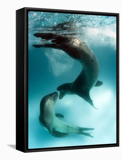 A Pair of Leopard Seals Interacting, Astrolabe Island, Antarctica-null-Framed Stretched Canvas