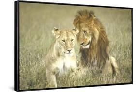 A Pair of Lions in the Wild in Africa-John Dominis-Framed Stretched Canvas