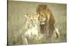 A Pair of Lions in the Wild in Africa-John Dominis-Stretched Canvas