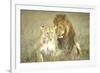 A Pair of Lions in the Wild in Africa-John Dominis-Framed Photographic Print