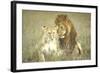 A Pair of Lions in the Wild in Africa-John Dominis-Framed Photographic Print