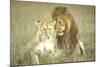 A Pair of Lions in the Wild in Africa-John Dominis-Mounted Photographic Print