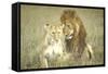 A Pair of Lions in the Wild in Africa-John Dominis-Framed Stretched Canvas