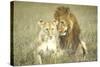 A Pair of Lions in the Wild in Africa-John Dominis-Stretched Canvas