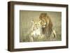 A Pair of Lions in the Wild in Africa-John Dominis-Framed Photographic Print