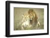 A Pair of Lions in the Wild in Africa-John Dominis-Framed Photographic Print