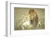 A Pair of Lions in the Wild in Africa-John Dominis-Framed Photographic Print