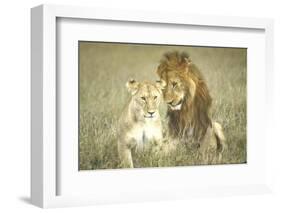 A Pair of Lions in the Wild in Africa-John Dominis-Framed Photographic Print