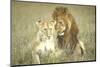 A Pair of Lions in the Wild in Africa-John Dominis-Mounted Photographic Print