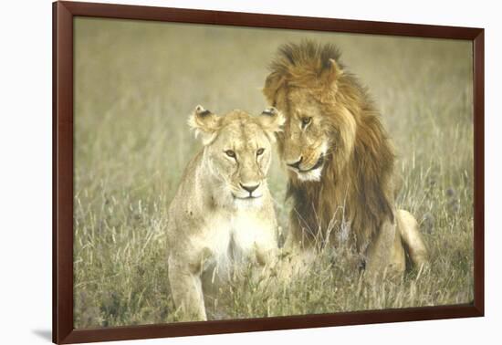 A Pair of Lions in the Wild in Africa-John Dominis-Framed Photographic Print