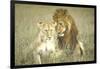 A Pair of Lions in the Wild in Africa-John Dominis-Framed Photographic Print