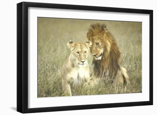 A Pair of Lions in the Wild in Africa-John Dominis-Framed Photographic Print