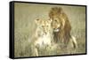 A Pair of Lions in the Wild in Africa-John Dominis-Framed Stretched Canvas