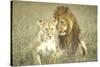 A Pair of Lions in the Wild in Africa-John Dominis-Stretched Canvas