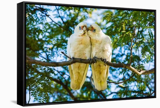 A pair of Little Corellas parrots, Australia-Mark A Johnson-Framed Stretched Canvas