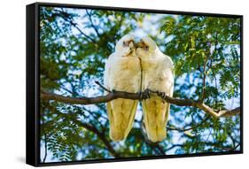 A pair of Little Corellas parrots, Australia-Mark A Johnson-Framed Stretched Canvas
