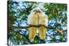 A pair of Little Corellas parrots, Australia-Mark A Johnson-Stretched Canvas