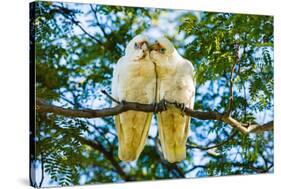 A pair of Little Corellas parrots, Australia-Mark A Johnson-Stretched Canvas