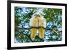 A pair of Little Corellas parrots, Australia-Mark A Johnson-Framed Photographic Print