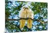 A pair of Little Corellas parrots, Australia-Mark A Johnson-Mounted Photographic Print