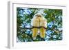 A pair of Little Corellas parrots, Australia-Mark A Johnson-Framed Photographic Print