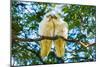 A pair of Little Corellas parrots, Australia-Mark A Johnson-Mounted Photographic Print
