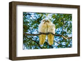 A pair of Little Corellas parrots, Australia-Mark A Johnson-Framed Photographic Print
