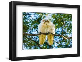 A pair of Little Corellas parrots, Australia-Mark A Johnson-Framed Photographic Print