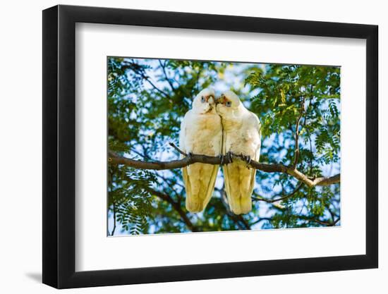 A pair of Little Corellas parrots, Australia-Mark A Johnson-Framed Photographic Print