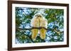 A pair of Little Corellas parrots, Australia-Mark A Johnson-Framed Photographic Print