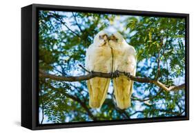 A pair of Little Corellas parrots, Australia-Mark A Johnson-Framed Stretched Canvas