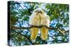 A pair of Little Corellas parrots, Australia-Mark A Johnson-Stretched Canvas