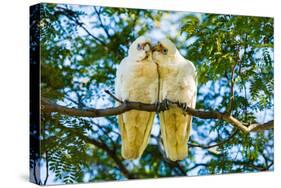 A pair of Little Corellas parrots, Australia-Mark A Johnson-Stretched Canvas