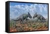 A Pair of Male Pachyrhinosaurus Sizing Each Other Up-Stocktrek Images-Framed Stretched Canvas