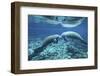 A Pair of Manatees Appear to Be Greeting Each Other, Fanning Springs, Florida-Stocktrek Images-Framed Premium Photographic Print