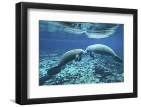 A Pair of Manatees Appear to Be Greeting Each Other, Fanning Springs, Florida-Stocktrek Images-Framed Premium Photographic Print