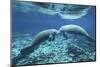 A Pair of Manatees Appear to Be Greeting Each Other, Fanning Springs, Florida-Stocktrek Images-Mounted Premium Photographic Print