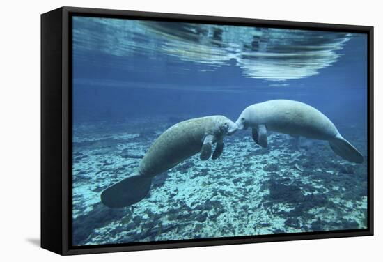 A Pair of Manatees Appear to Be Greeting Each Other, Fanning Springs, Florida-Stocktrek Images-Framed Stretched Canvas