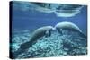 A Pair of Manatees Appear to Be Greeting Each Other, Fanning Springs, Florida-Stocktrek Images-Stretched Canvas