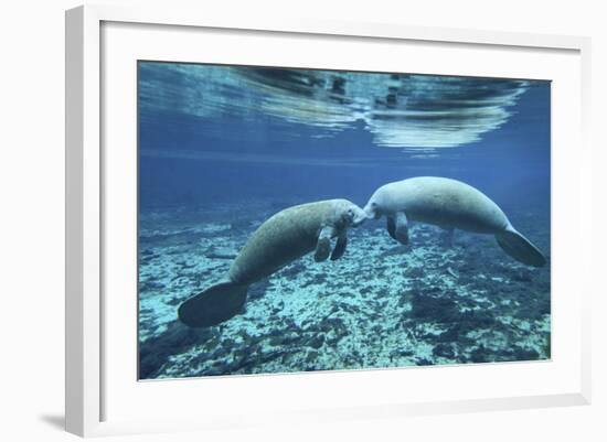 A Pair of Manatees Appear to Be Greeting Each Other, Fanning Springs, Florida-Stocktrek Images-Framed Photographic Print