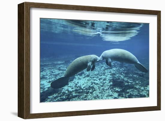 A Pair of Manatees Appear to Be Greeting Each Other, Fanning Springs, Florida-Stocktrek Images-Framed Photographic Print